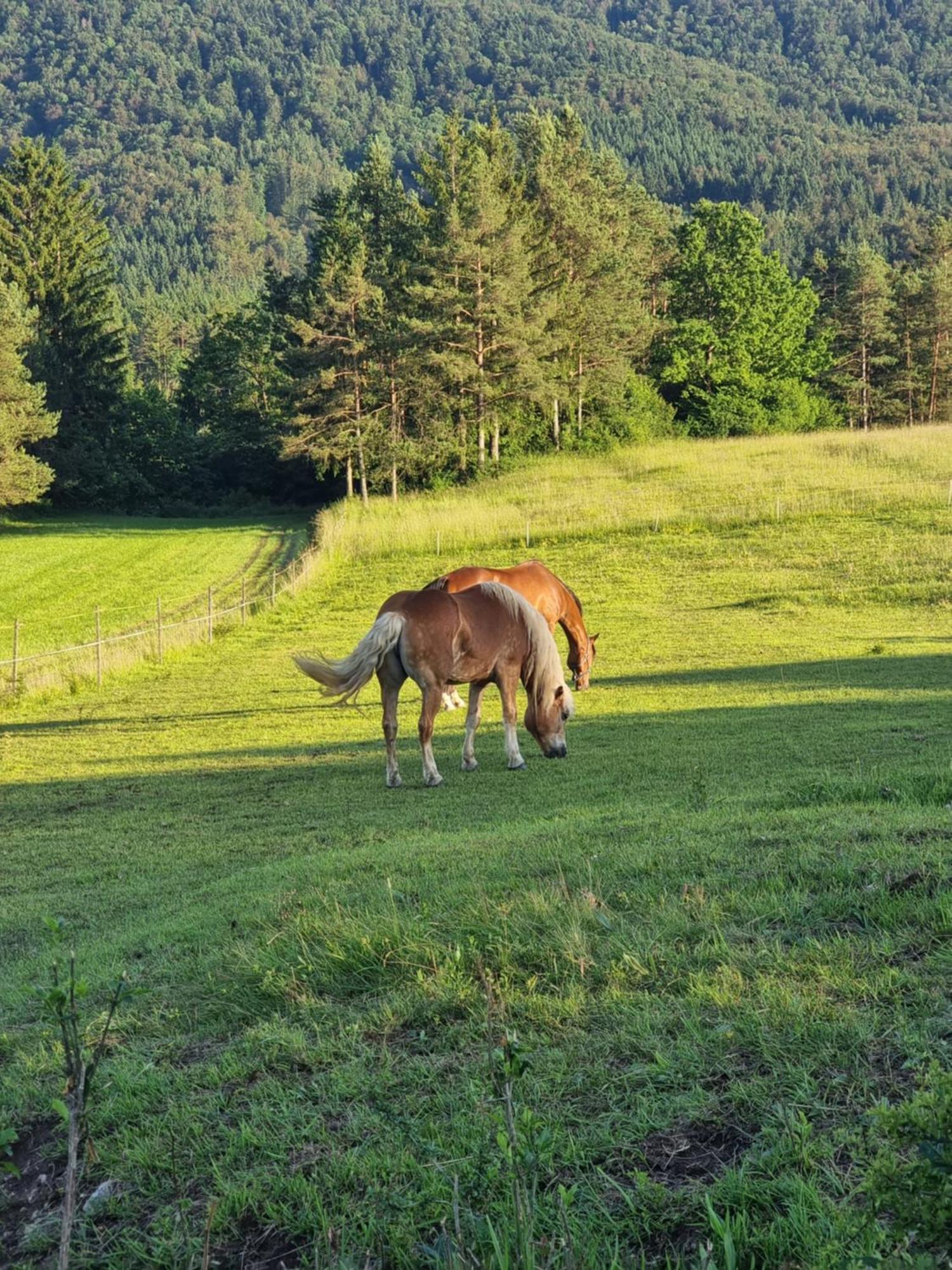 Notranjska Hisa - Traditional Country House, Close To The World Attraction Cerknica Lake Begunje pri Cerknici Exterior foto